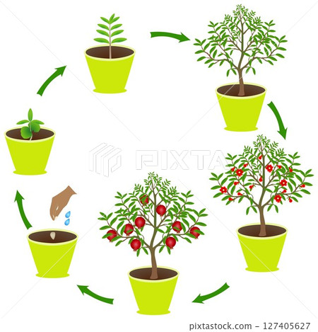 Life cycle of pomegranate in a pot on a white background. Life cycle of pomegranate in a pot on a white background. 127405627