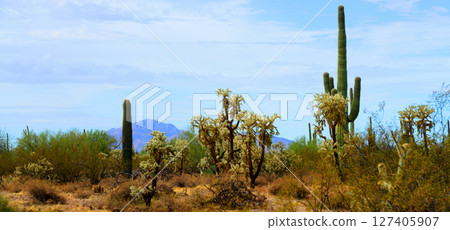 Panorama Landscape Sonoran Desert Arizona Panorama Landscape Sonoran Desert Arizona 127405907