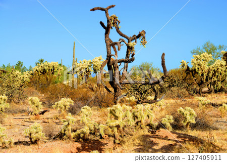 Cholla cactus, Sonora Desert, Mid Spring 127405911