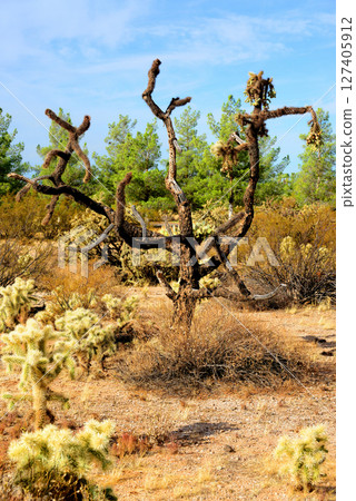 Cholla cactus, Sonora Desert, Mid Spring 127405912