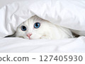 cat buried in futon 127405930