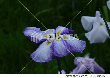 Bloom gracefully as a rose Bloom gracefully as a rose 127405975