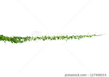 vine frame leaf vine circle Isolate on transparent background PNG file vine frame leaf vine circle Isolate on transparent background PNG file 127406014