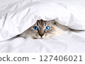 Cat sleeping in futon 127406021