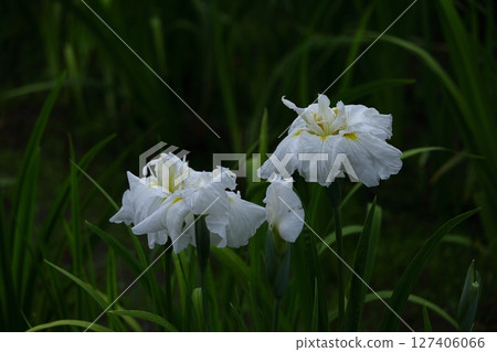 Bloom gracefully as a rose 127406066