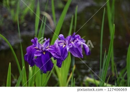 Bloom gracefully as a rose Bloom gracefully as a rose 127406069