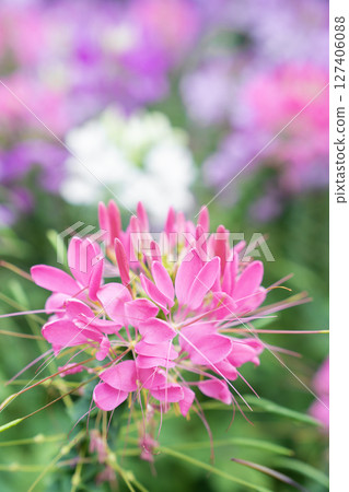 Flowers garden, Spider flower ,Cleome spinosa, Ornamental flowers. 127406088