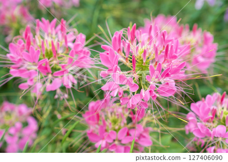 Flowers garden, Spider flower ,Cleome spinosa, Ornamental flowers. Flowers garden, Spider flower ,Cleome spinosa, Ornamental flowers. 127406090