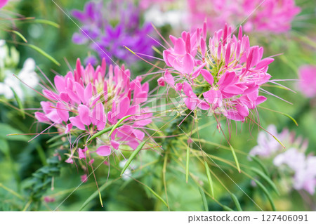 Flowers garden, Spider flower ,Cleome spinosa, Ornamental flowers. Flowers garden, Spider flower ,Cleome spinosa, Ornamental flowers. 127406091