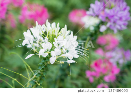 Flowers garden, Spider flower ,Cleome spinosa, Ornamental flowers. Flowers garden, Spider flower ,Cleome spinosa, Ornamental flowers. 127406093