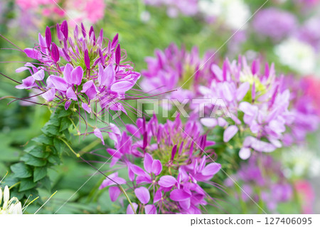 Flowers garden, Spider flower ,Cleome spinosa, Ornamental flowers. Flowers garden, Spider flower ,Cleome spinosa, Ornamental flowers. 127406095