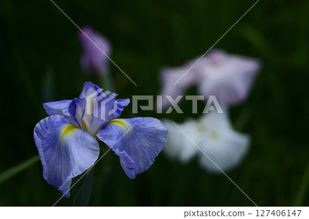 像玫瑰一樣優雅地綻放 127406147