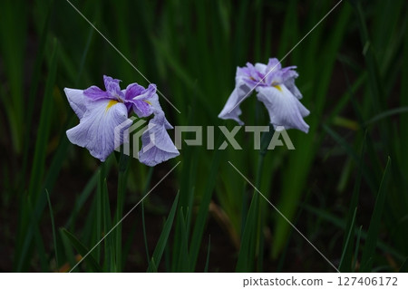 Bloom gracefully as a rose Bloom gracefully as a rose 127406172