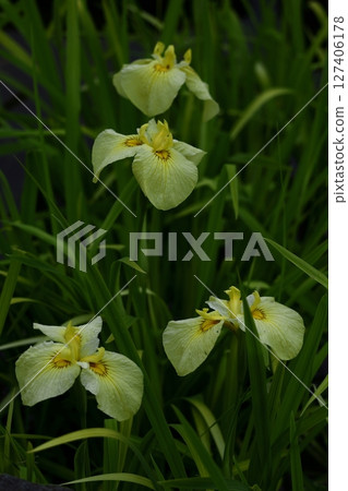 Bloom gracefully as a rose 127406178