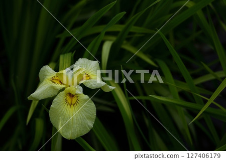 像玫瑰一樣優雅地綻放 127406179