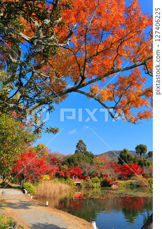 [Kyoto Prefecture] Symmetrical autumn leaves at Daikakuji Temple (Osawa Pond) 127406225