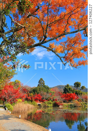 [Kyoto Prefecture] Symmetrical autumn leaves at Daikakuji Temple (Osawa Pond) 127406227