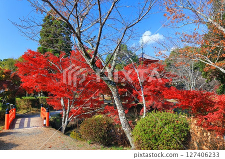 [京都府] 晴天大覺寺大澤池的紅葉 127406233