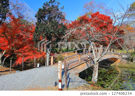 [Kyoto Prefecture] Autumn foliage at Osawa Pond in Daikakuji Temple on a clear day 127406234