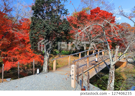 [Kyoto Prefecture] Autumn foliage at Osawa Pond in Daikakuji Temple on a clear day 127406235