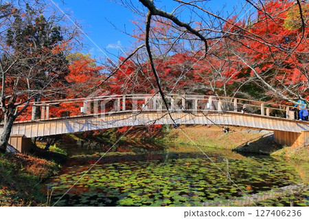 [Kyoto Prefecture] Autumn foliage at Osawa Pond in Daikakuji Temple on a clear day 127406236