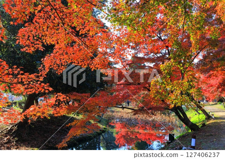 [京都府] 晴天大覺寺大澤池的紅葉 127406237