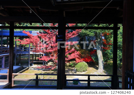 [京都府] 晴天大覺寺的紅葉 127406240