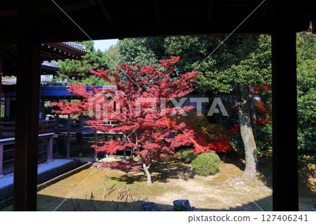 [Kyoto Prefecture] Autumn leaves at Daikakuji Temple on a clear day 127406241