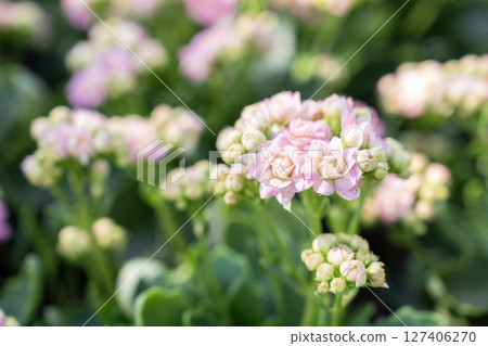 Pink and white Kalanchoe flowers with leaves. Pink and white Kalanchoe flowers with leaves. 127406270