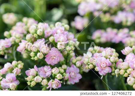 Pink and white Kalanchoe flowers with leaves. 127406272
