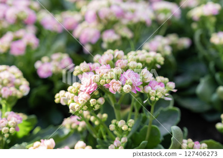Pink and white Kalanchoe flowers with leaves. 127406273
