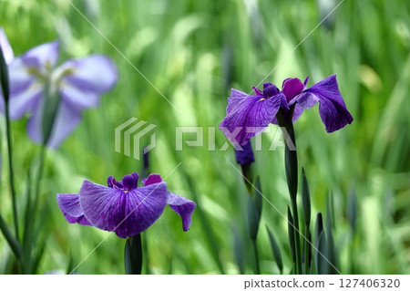 像玫瑰一樣優雅地綻放 127406320