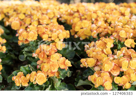 Beautiful fresh yellow begonias,Beautiful blooming begonias. 127406383