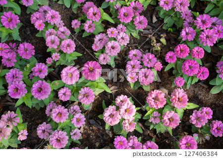 Bright pink fresh Zinnia Dahlia flowers on green leaves background in summer in garden. 127406384