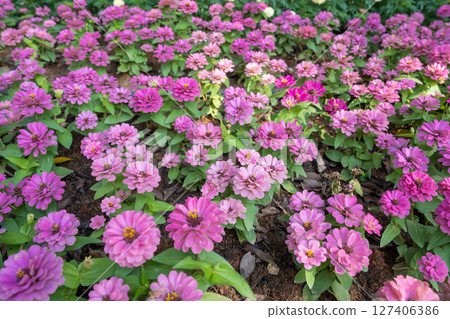 Bright pink fresh Zinnia Dahlia flowers on green leaves background in summer in garden. 127406386