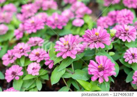 Bright pink fresh Zinnia Dahlia flowers on green leaves background in summer in garden. 127406387