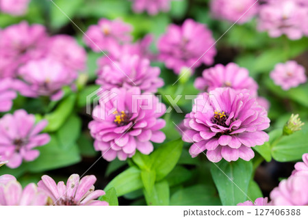 Bright pink fresh Zinnia Dahlia flowers on green leaves background in summer in garden. 127406388