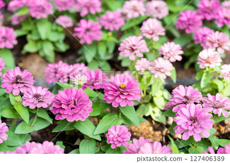Bright pink fresh Zinnia Dahlia flowers on green leaves background in summer in garden. 127406389