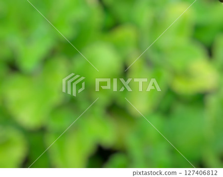 blur background of jinten leaf 127406812