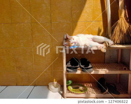 the cat is relaxing on the shoe rack the cat is relaxing on the shoe rack 127406822
