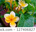 white frangipani flowers bloom after the rain 127406827