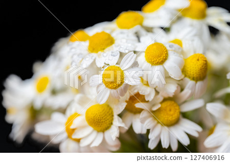 bouquet of daisies on a black background 127406916