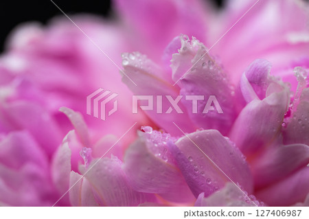 peony flowers peony flowers 127406987