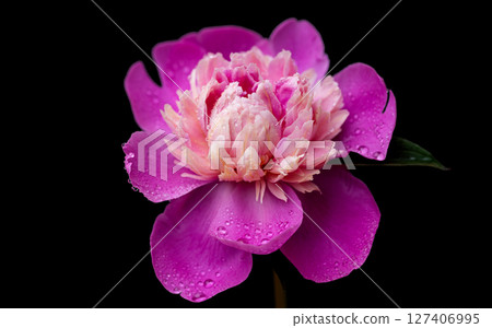 peony flowers peony flowers 127406995