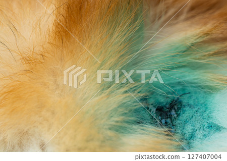 treated wounds on a dog 127407004