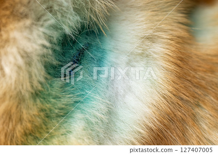 treated wounds on a dog treated wounds on a dog 127407005
