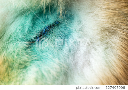 treated wounds on a dog 127407006