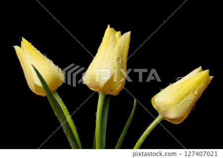 photo of yellow tulips 127407021