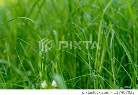green grass with dew drops 127407022