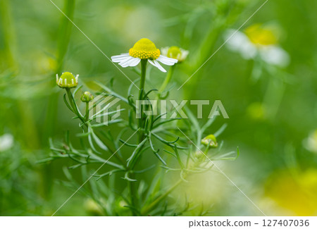 chamomile in a meadow chamomile in a meadow 127407036
